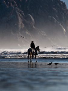 Preview wallpaper sea, beach, horse, rider, birds