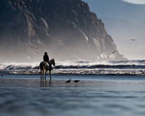 Preview wallpaper sea, beach, horse, rider, birds