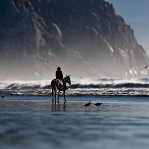 Preview wallpaper sea, beach, horse, rider, birds