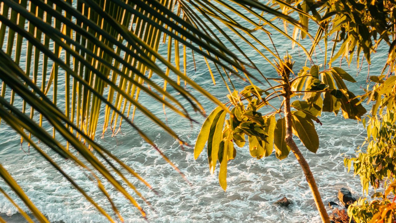 Wallpaper sea, beach, palm trees, tropics, summer