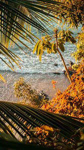 Preview wallpaper sea, beach, palm trees, tropics, summer