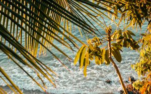 Preview wallpaper sea, beach, palm trees, tropics, summer