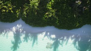 Preview wallpaper sea, beach, palm trees, tropics, aerial view