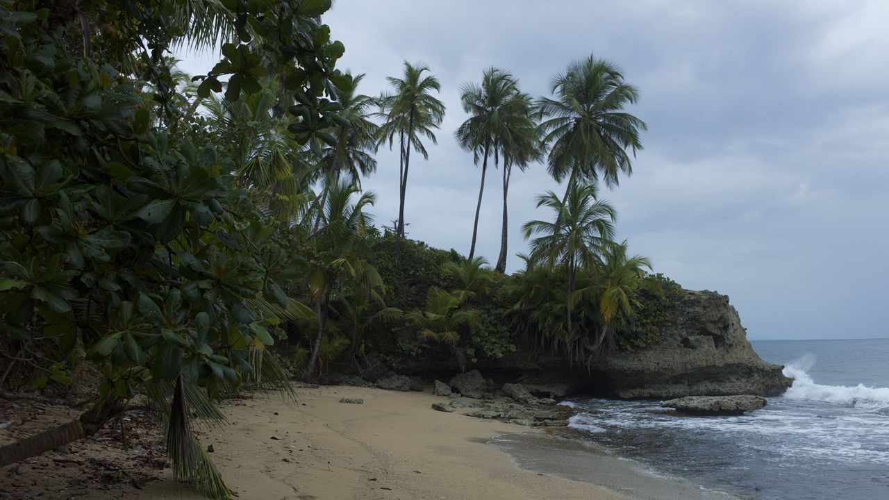 Wallpaper sea, beach, palm trees, landscape