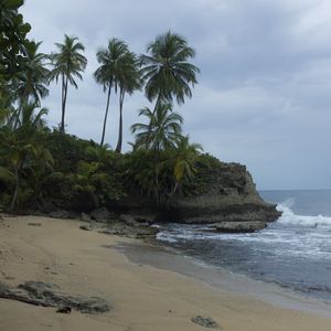 Preview wallpaper sea, beach, palm trees, landscape