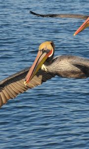 Preview wallpaper sea, birds, pelicans