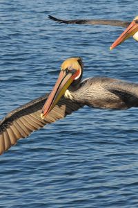 Preview wallpaper sea, birds, pelicans