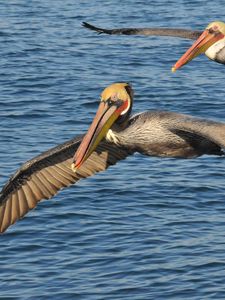 Preview wallpaper sea, birds, pelicans