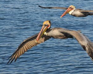 Preview wallpaper sea, birds, pelicans