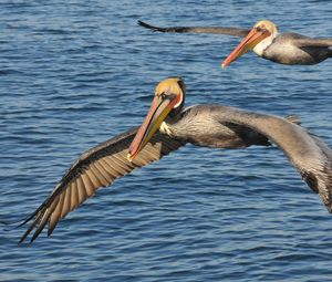 Preview wallpaper sea, birds, pelicans