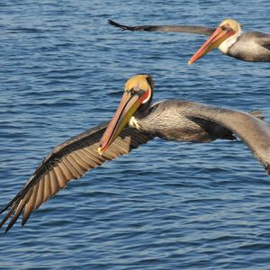 Preview wallpaper sea, birds, pelicans