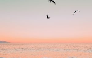 Preview wallpaper sea, birds, waves, dusk