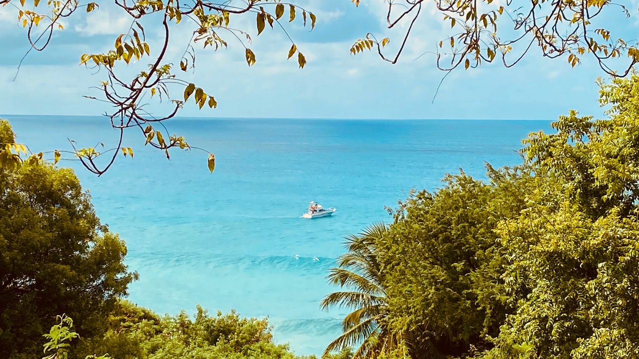 Wallpaper sea, branches, boat, leaves
