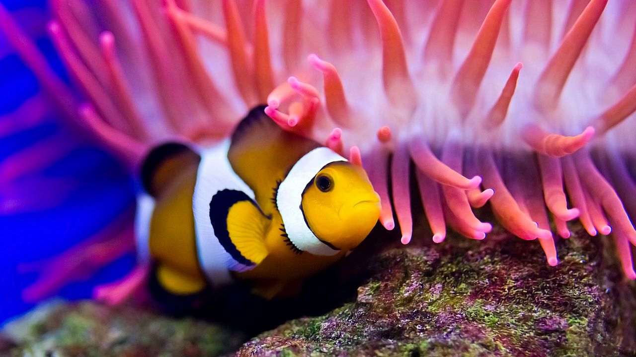 Wallpaper sea, clown fish, sea anemones, water