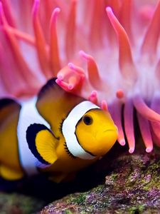 Preview wallpaper sea, clown fish, sea anemones, water