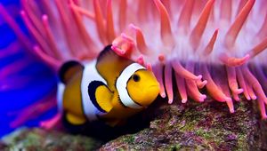 Preview wallpaper sea, clown fish, sea anemones, water