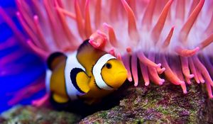 Preview wallpaper sea, clown fish, sea anemones, water