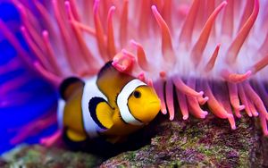 Preview wallpaper sea, clown fish, sea anemones, water