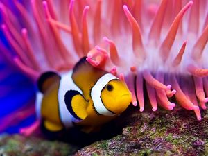 Preview wallpaper sea, clown fish, sea anemones, water
