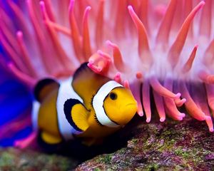 Preview wallpaper sea, clown fish, sea anemones, water