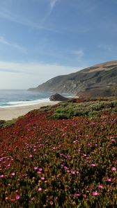 Preview wallpaper sea, coast, mountains, field, flowers, landscape