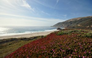 Preview wallpaper sea, coast, mountains, field, flowers, landscape