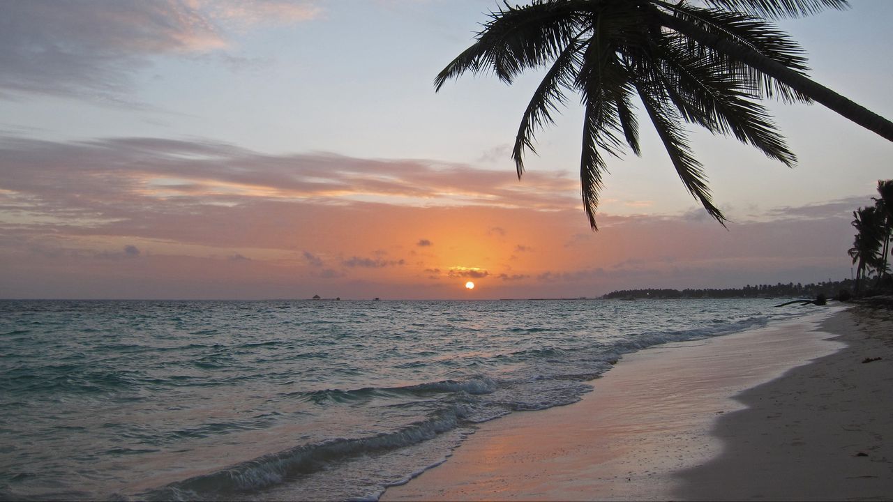 Wallpaper sea, coast, palm tree, tropics, sunrise