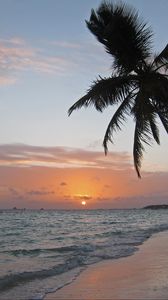 Preview wallpaper sea, coast, palm tree, tropics, sunrise