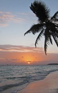 Preview wallpaper sea, coast, palm tree, tropics, sunrise