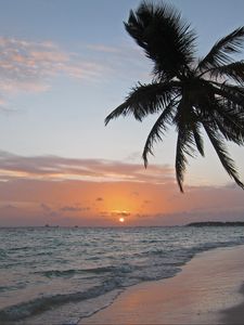 Preview wallpaper sea, coast, palm tree, tropics, sunrise