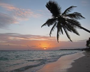 Preview wallpaper sea, coast, palm tree, tropics, sunrise