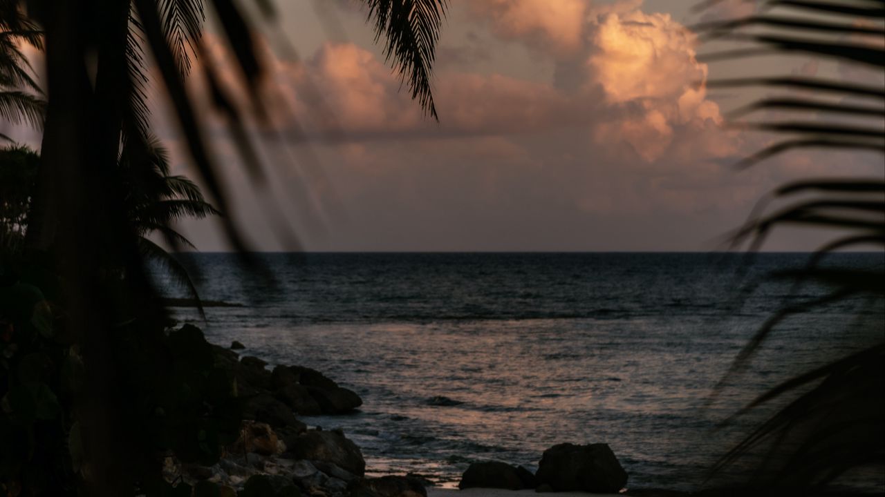 Wallpaper sea, coast, palm trees, branches, dusk