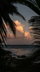 Preview wallpaper sea, coast, palm trees, branches, dusk