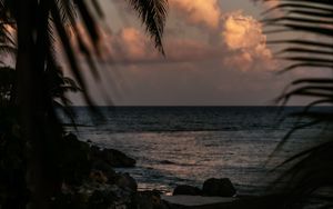 Preview wallpaper sea, coast, palm trees, branches, dusk