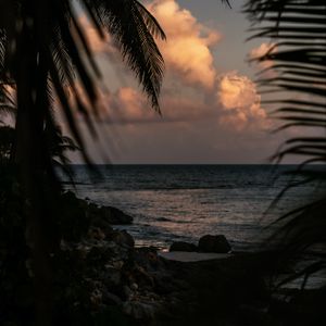 Preview wallpaper sea, coast, palm trees, branches, dusk