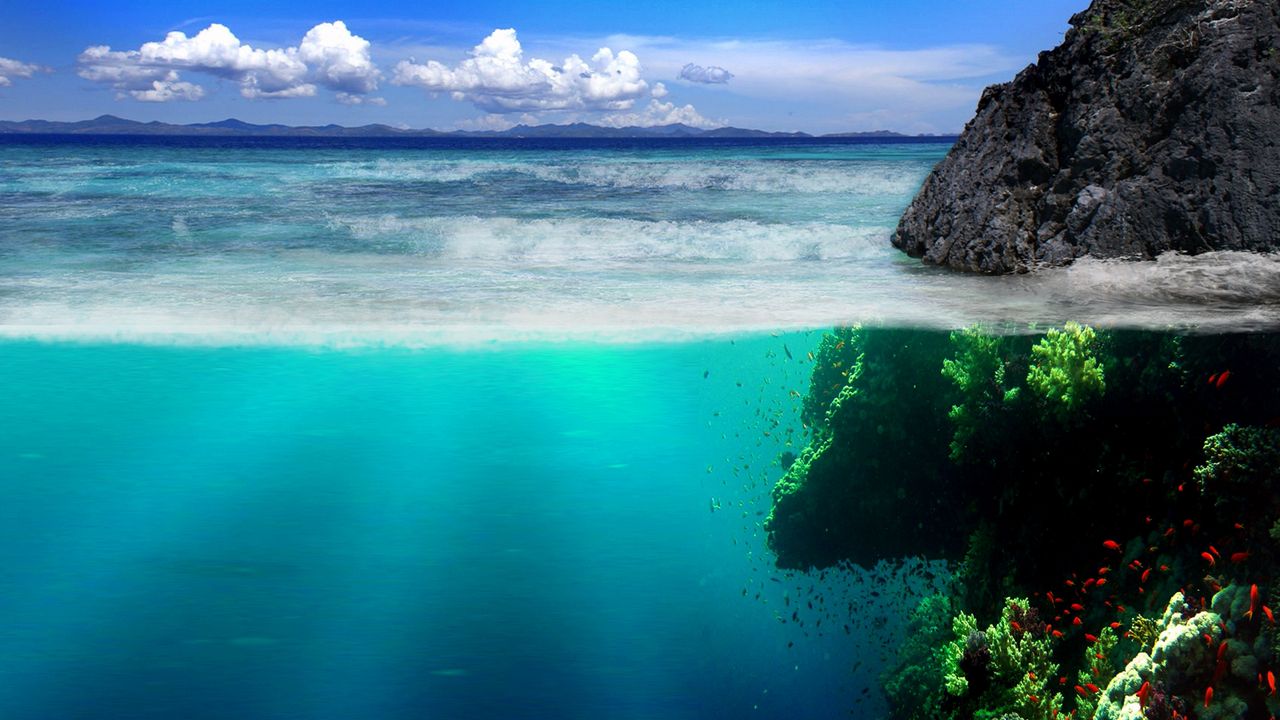 Wallpaper sea, coast, rocks, underwater world, vegetation, fish