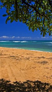 Preview wallpaper sea, coast, sand, traces, tree, branches, shadow