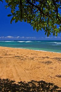 Preview wallpaper sea, coast, sand, traces, tree, branches, shadow