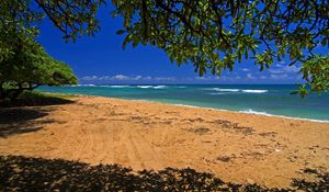 Preview wallpaper sea, coast, sand, traces, tree, branches, shadow