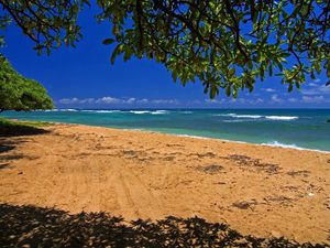 Preview wallpaper sea, coast, sand, traces, tree, branches, shadow