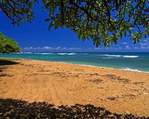 Preview wallpaper sea, coast, sand, traces, tree, branches, shadow