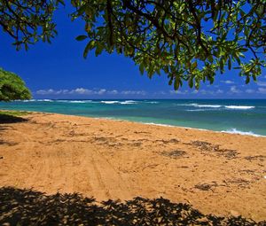 Preview wallpaper sea, coast, sand, traces, tree, branches, shadow