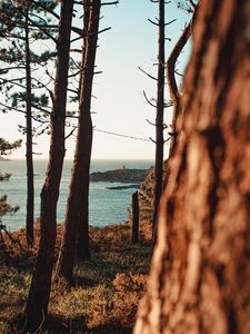 Preview wallpaper sea, coast, trees, nature, landscape