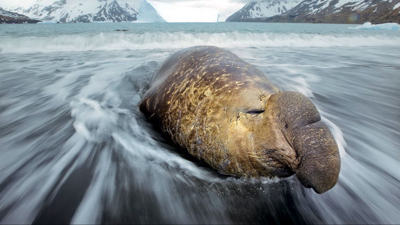 Wallpaper sea elephant, coast, fortuna bay, water, snow, hills, cold, ice