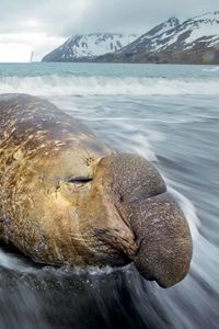 Preview wallpaper sea elephant, coast, fortuna bay, water, snow, hills, cold, ice