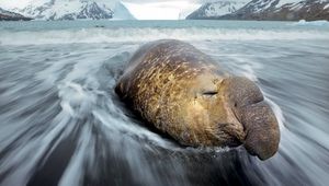 Preview wallpaper sea elephant, coast, fortuna bay, water, snow, hills, cold, ice