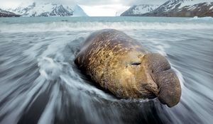 Preview wallpaper sea elephant, coast, fortuna bay, water, snow, hills, cold, ice