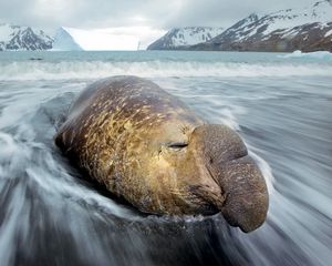Preview wallpaper sea elephant, coast, fortuna bay, water, snow, hills, cold, ice