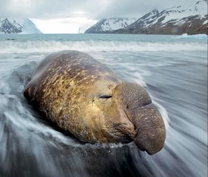 Preview wallpaper sea elephant, coast, fortuna bay, water, snow, hills, cold, ice