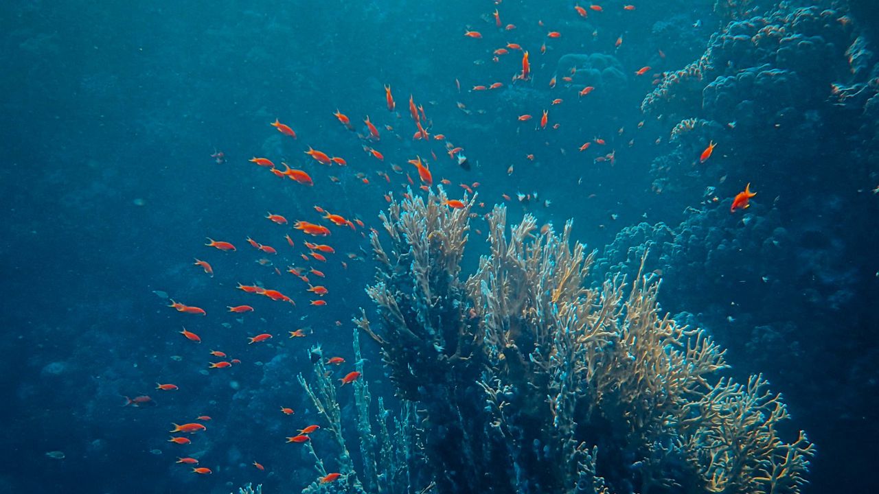 Wallpaper sea, fish, corals, depth, underwater